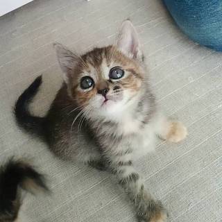 甘えん坊なルンバちゃん