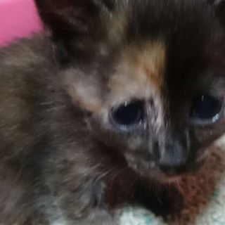 個性的なサビ猫　サンバちゃん