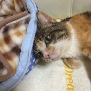 たくさん甘えさせてあげて下さい(*^^*)