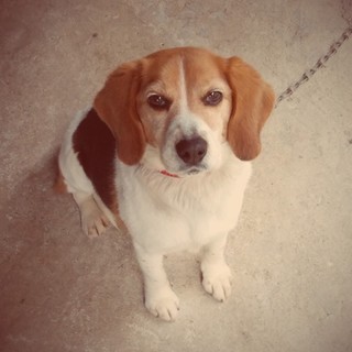 やんちゃなビーグル４歳です