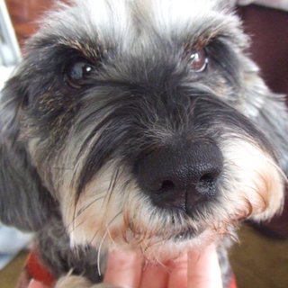 おっとりさんで癒し系☆Ｍシュナウザーｍｉｘ♀