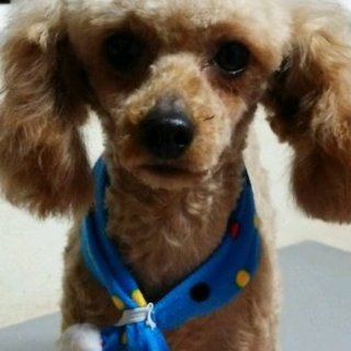 トイプードルの里親募集