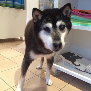 ちびっこ柴ばあさんのチョコ　ご家族募集中