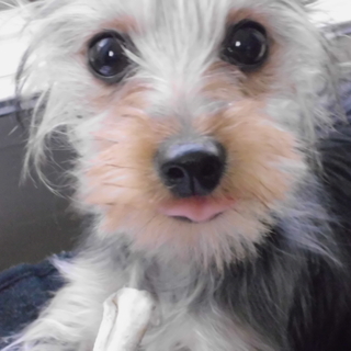 チワワとヨークシャーテリアのmix♀