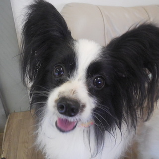 元気いっぱいパピヨン