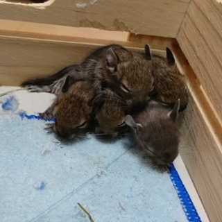 4月生まれのデグー5匹里親募集