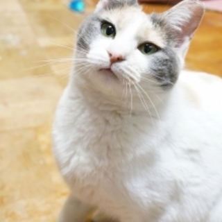 パステル三毛☆ミミちゃん