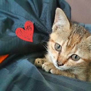 声が出ませんが、とても甘えん坊で元気な男の子です！