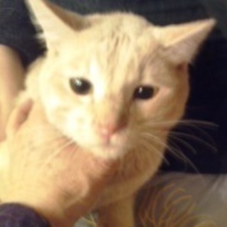 プリン太郎　ベージュの男の子　1歳くらい