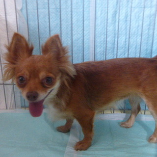 『ロペ』びびりです。人に興味はあります