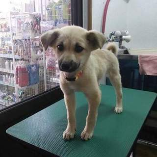この子の命を救ってください。