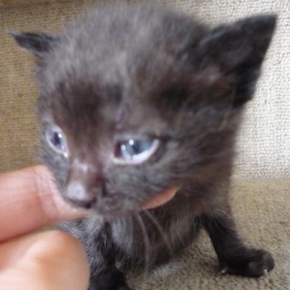 生後4週の黒猫ちゃんです。