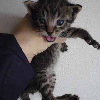 生後4週のキジトラ君です。