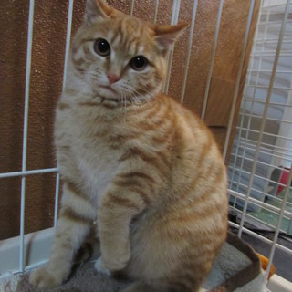 心を開くまでもう一歩！ニャンコは大好き！