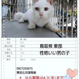 里親様に譲渡されました。有り難うございます。