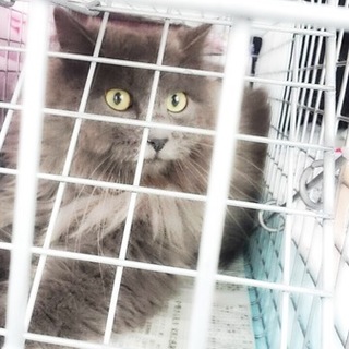 幻の「ネベロング」そっくりのブルーの長毛美猫ちゃん