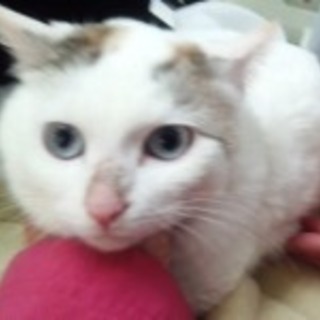 リンス 白地にきじ模様の女の子。三歳。