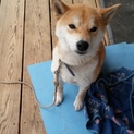 柴犬３才オス　里親募集中！