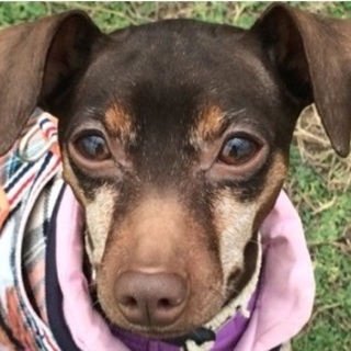 社会性・しつけバッチリ　手がかからない子　バンビ