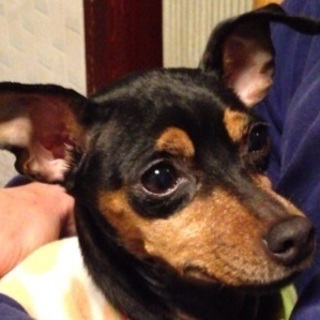 社会性・性格最高！　人懐こく明るい子　フローネ