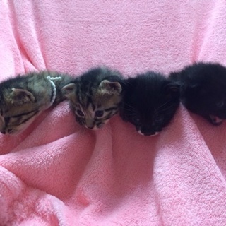 センター等引き出し保護子猫