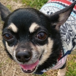 何にでも頑張る姿　愛嬌たっぷりのチワワ　お蝶婦人