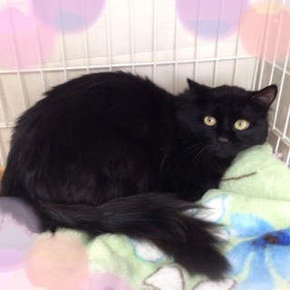尻尾がｺﾞｰｼﾞｬｽ長毛の黒　3歳　ｷﾗﾗくん