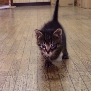 数多くの申し出有難う御座います里親様見つかりました