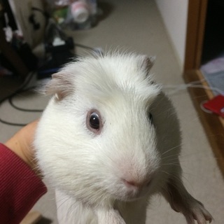 モルモット 男の子4ヶ月 交渉中