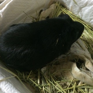 モルモット 女の子 一歳 交渉中