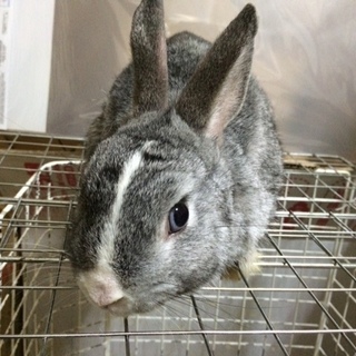 子うさぎの里親様募集