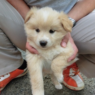 !!!ふわふわちゃん  助けてください !!!