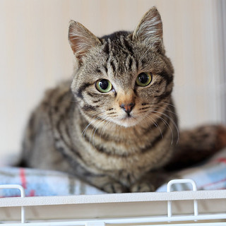 エイズキャリアのきじとらの男の子