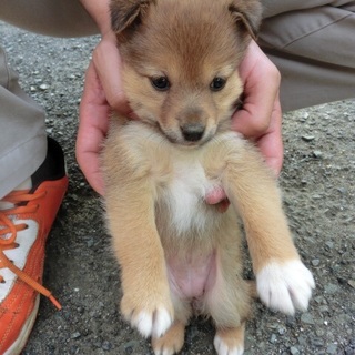 !!!ちびちゃん 助けてください!!!