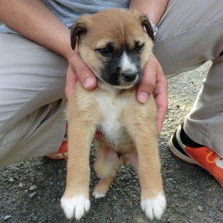 !!!垂れ耳ちゃん 助けてください!!!