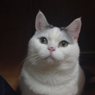 スコティッシュホールド