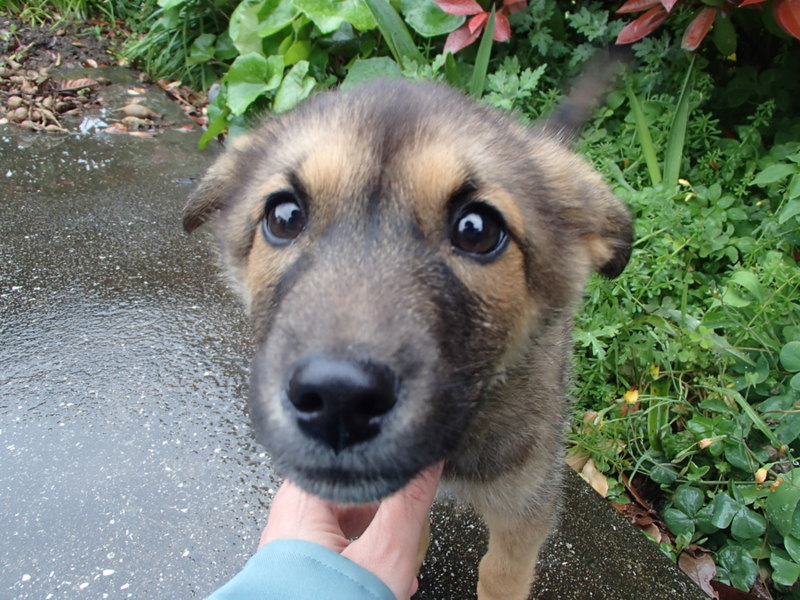 譲渡されたそうです！！ サムネイル1