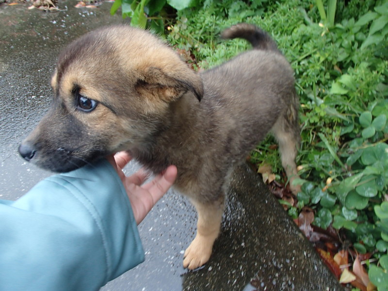 譲渡されたそうです！！ サムネイル2