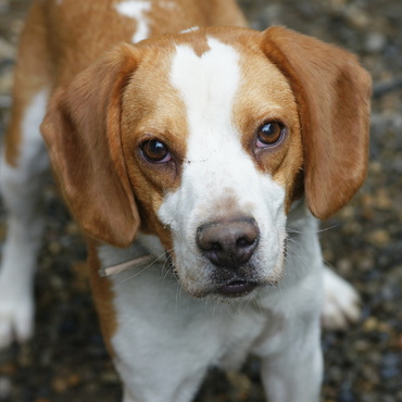 ポーに育てられたマーチ（♂）、現在は近くのYgさんが飼い主です。