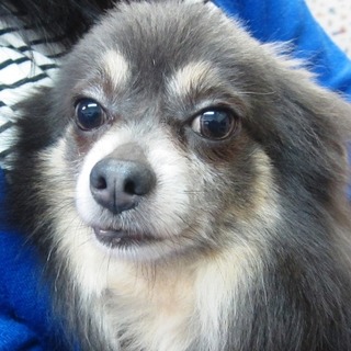 チワワ男の子ブルー