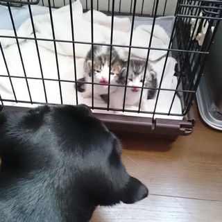 かわいい子猫3匹