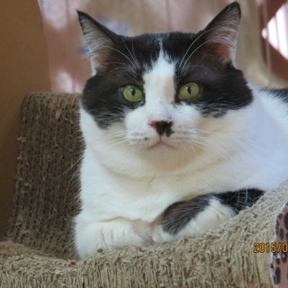 心優しいモチモチ男子　大福くん