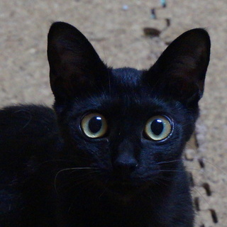 里親さんが決まりました。