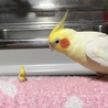 ミギーーー さん