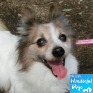 【天使に。】「ロキシー」推定７～８歳♂