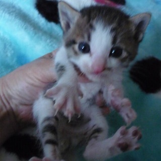 お目目の大きなハンサムちゃんです。