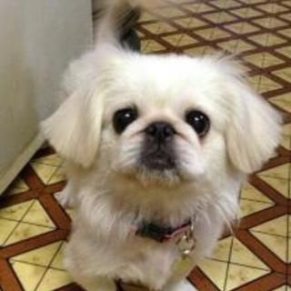 甘えっ子のペキニーズ♀風花ちゃん