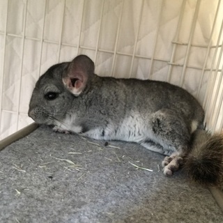 チンチラグレー