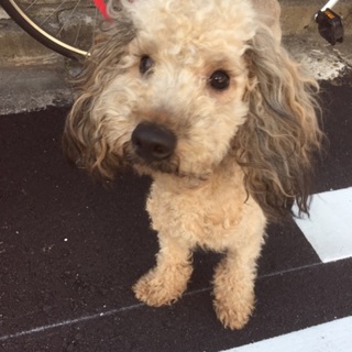 元気な男の子です