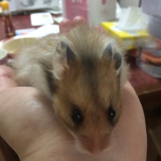 ちょっと大きめ 見た目がよい